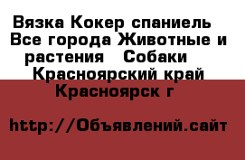 Вязка Кокер спаниель - Все города Животные и растения » Собаки   . Красноярский край,Красноярск г.